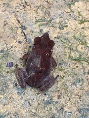 Rhinella proboscidea