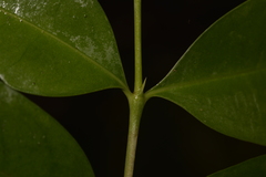 Cyclophyllum