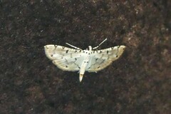 Pycnarmon cribrata