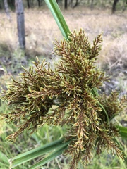 Cyperus exaltatus