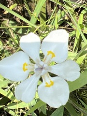 Dietes iridioides