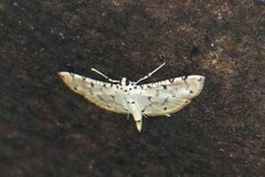 Pycnarmon cribrata