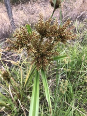 Cyperus exaltatus