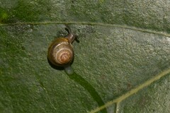 Coneuplecta calculosa