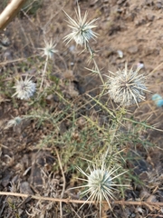 Echinops echinatus