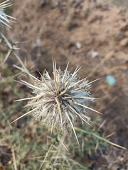 Echinops echinatus