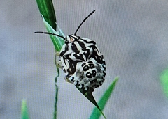Carpocoris pudicus