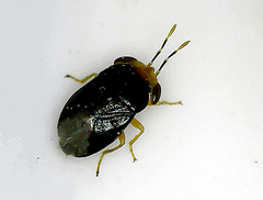 Geocoris erythrocephalus
