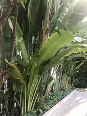 Musa acuminata