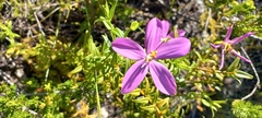 Chironia melampyrifolia