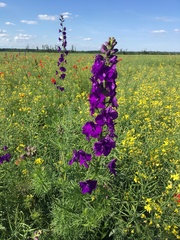 Consolida orientalis