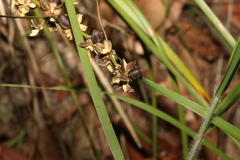 Lomandra