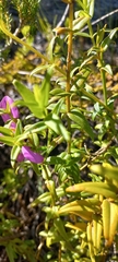 Chironia melampyrifolia