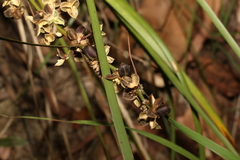 Lomandra