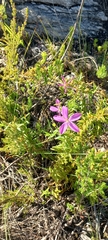 Chironia melampyrifolia