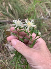 Pimelea linifolia linifolia