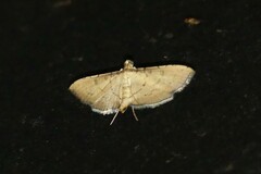 Lamprosema tampiusalis