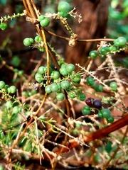 Asparagus racemosus