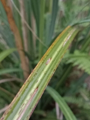 Austroderia richardii