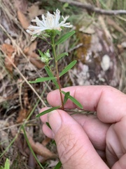 Pimelea linifolia linifolia