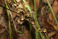 Lomandra