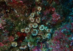 Polycyathus muellerae