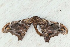 Hyposidra violescens