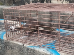 Tupaia glis