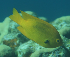 Pomacentrus sulfureus