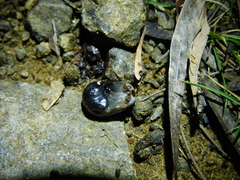 Ixodes cornuatus