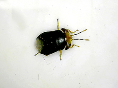 Geocoris erythrocephalus