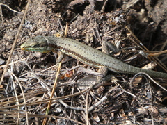 Phoenicolacerta troodica