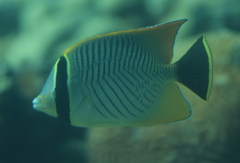 Chaetodon trifascialis