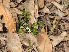 Cyanothamnus nanus nanus