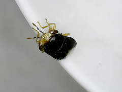 Geocoris erythrocephalus