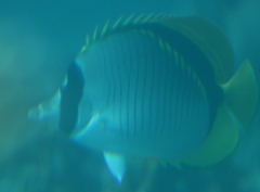 Chaetodon lineolatus