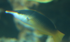 Gomphosus klunzingeri