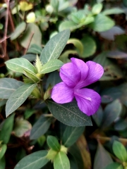 Barleria