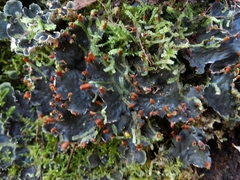 Peltigera hymenina