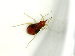 Orthonotus rufifrons