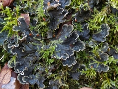 Peltigera hymenina