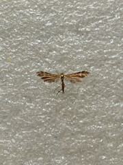 Oxyptilus pilosellae