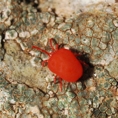 Trombidium holosericeum