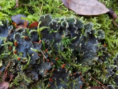 Peltigera hymenina