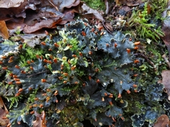Peltigera hymenina