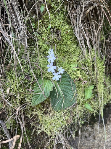 Streptocarpus pentherianus image