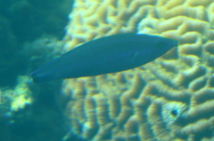 Larabicus quadrilineatus