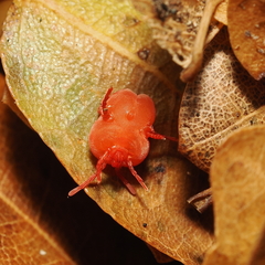 Trombidium holosericeum