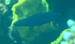 Larabicus quadrilineatus