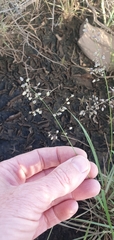 Eragrostis